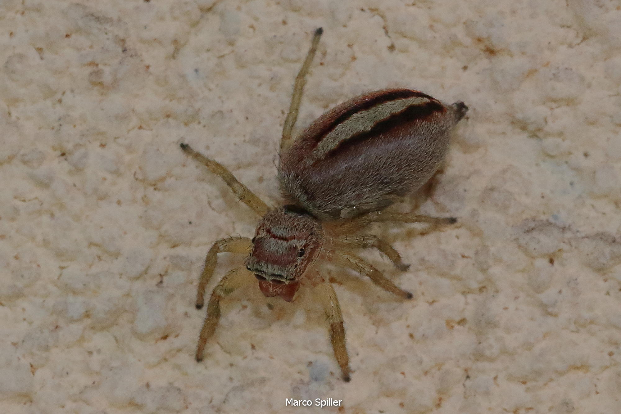 Salticida da identificare: Marpissa ??